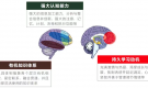 专访北师大脑科学教授薛贵：不提升孩子大脑的学习力，很容易陷入“低效鸡娃”